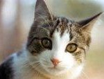 cat-facts