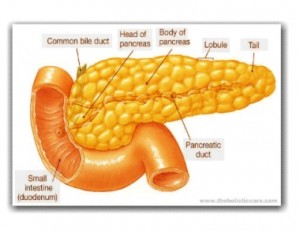 Pancreas Pancreas